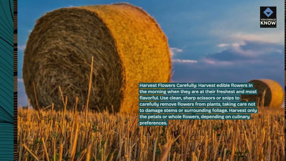 Top 10 Tips for Incorporating Edible Flowers into Your Garden Top 10 Tips for Incorporating Edible Flowers into Your Garden