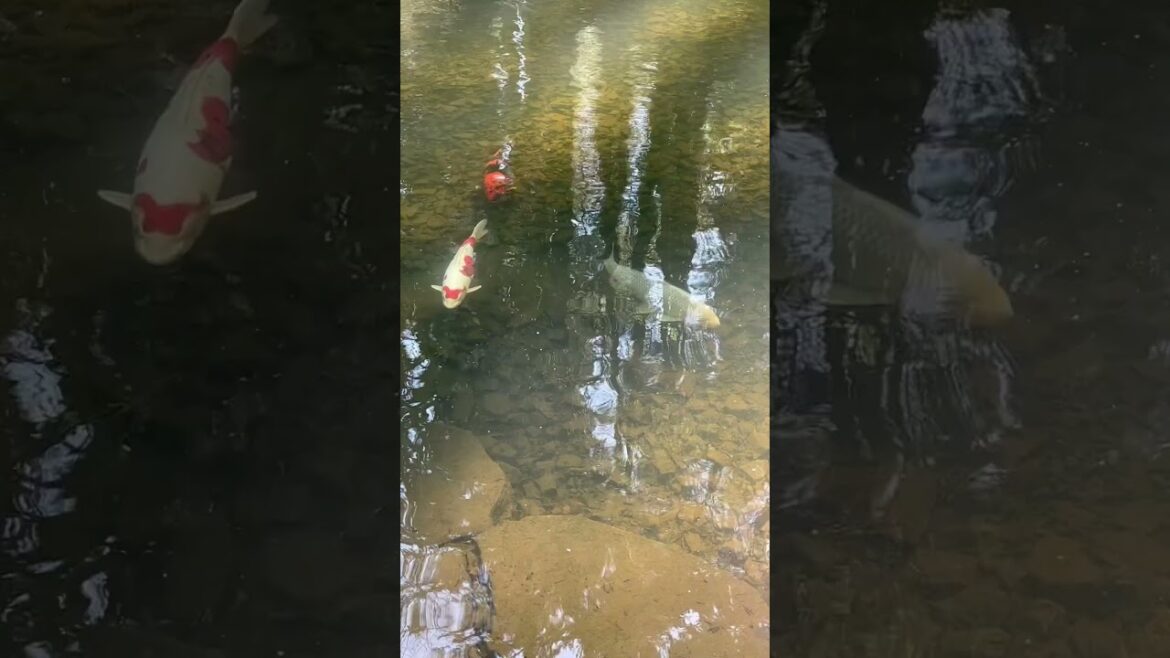 Portland Japanese Garden #gardening