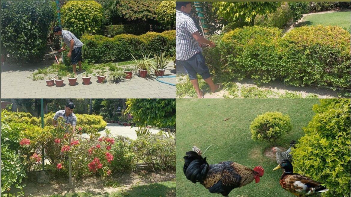 Plant cutting Day | Garden design | Garden care palace Life Plant cutting Day | Garden design | Garden care palace Life