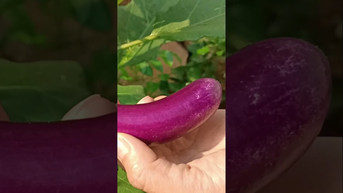 “Eggplant πππππ βΊ” – Relaxing | Gardening #29 Shorts #eggplant #nature #shorts #undertheskyuts "Eggplant πππππ βΊ" - Relaxing | Gardening #29 Shorts #eggplant #nature #shorts #undertheskyuts