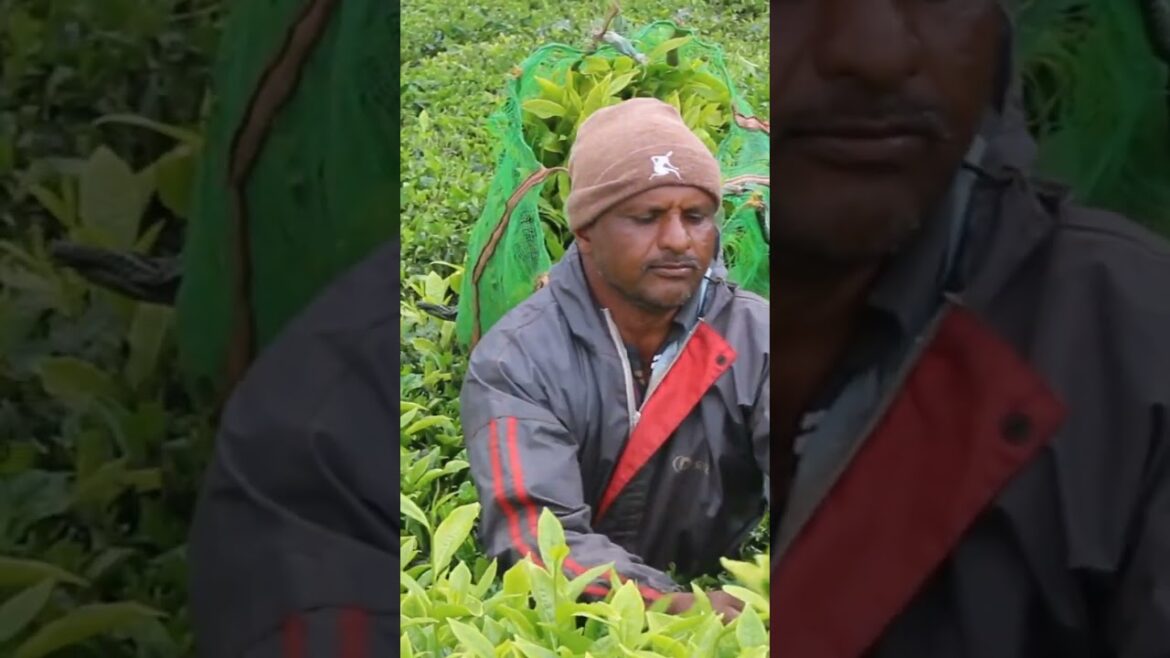 Nepali People Tea plant cutting. #farmer #gardening #tea