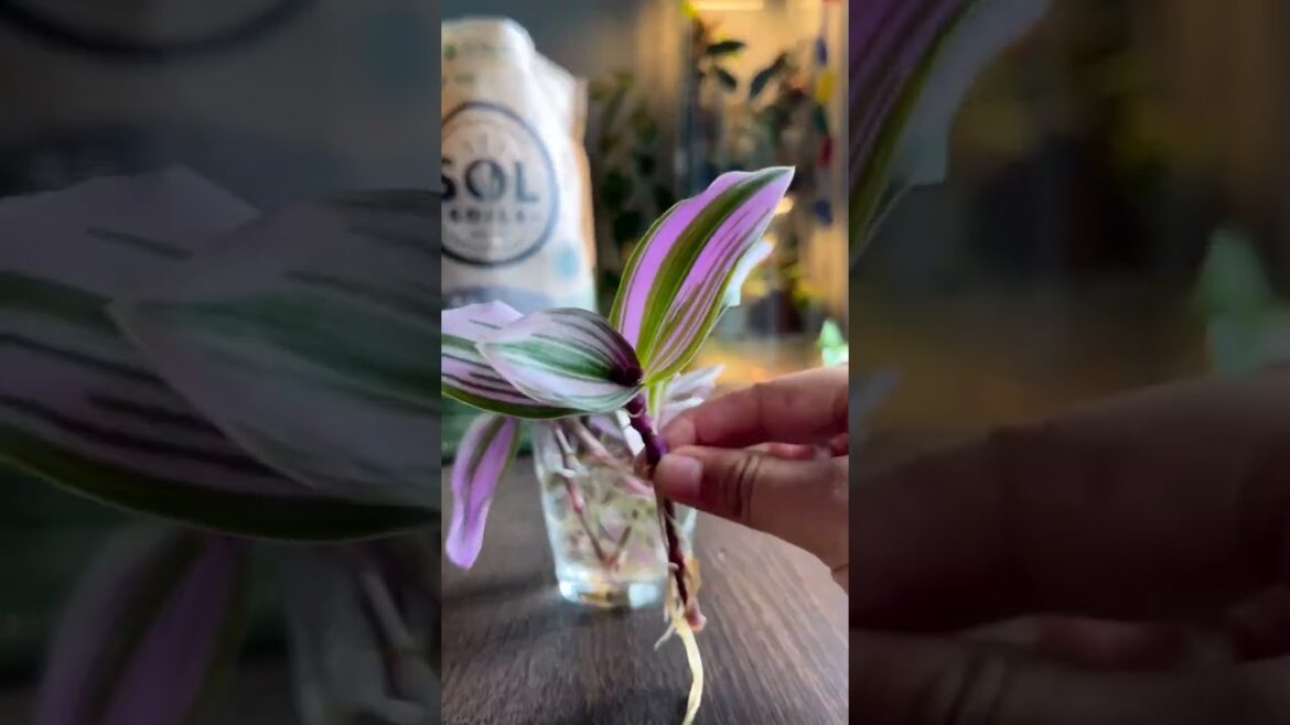 Spiderwort Propagation #gardening #plants #flowers #gardener