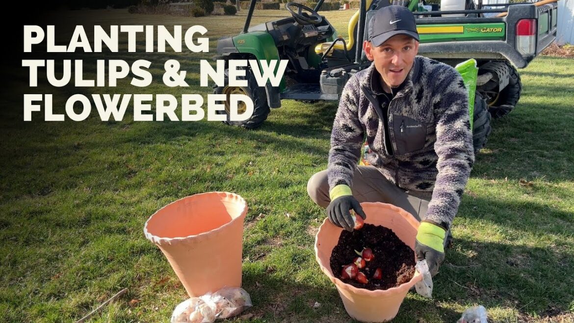 Planting Tulips & Adding More Plants to a Trouble Spot in my Flowerbed Planting Tulips & Adding More Plants to a Trouble Spot in my Flowerbed