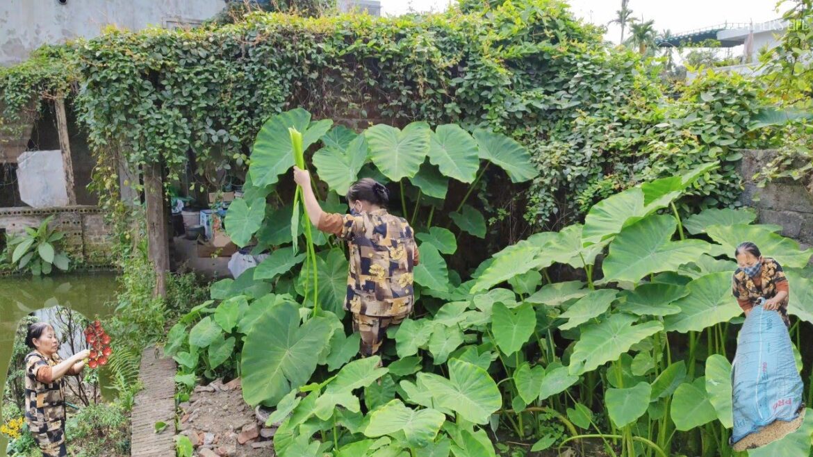 Vegetable gardening and growing papaya, Cooking, harvest | mother’s life Vegetable gardening and growing papaya, Cooking, harvest | mother's life