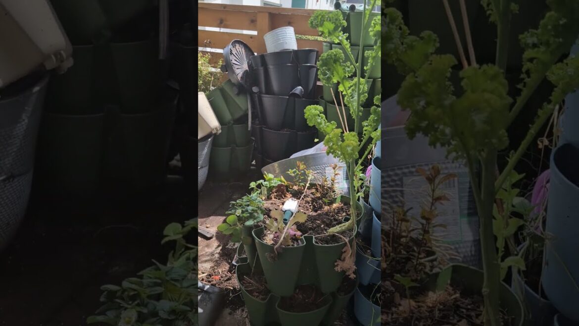 #gardening #garden #patio #patiogarden #apartmentgarden #apartment #greenstalk #vegetablegarden