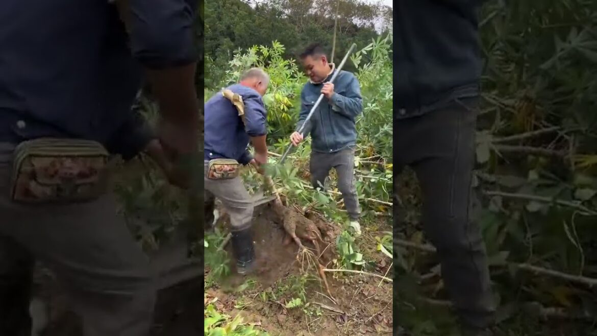 Amazing work  #agriculture #aloevera #flower  #redroses #garden #tips   #satisfying  #asrm #tricks