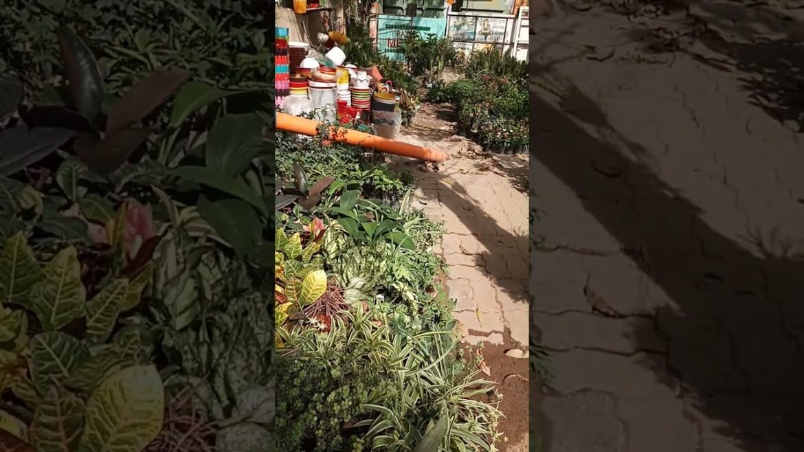 Roadside nursery visit #shorts #garden #gardendesign #bougainvilleaflower Roadside nursery visit #shorts #garden #gardendesign #bougainvilleaflower