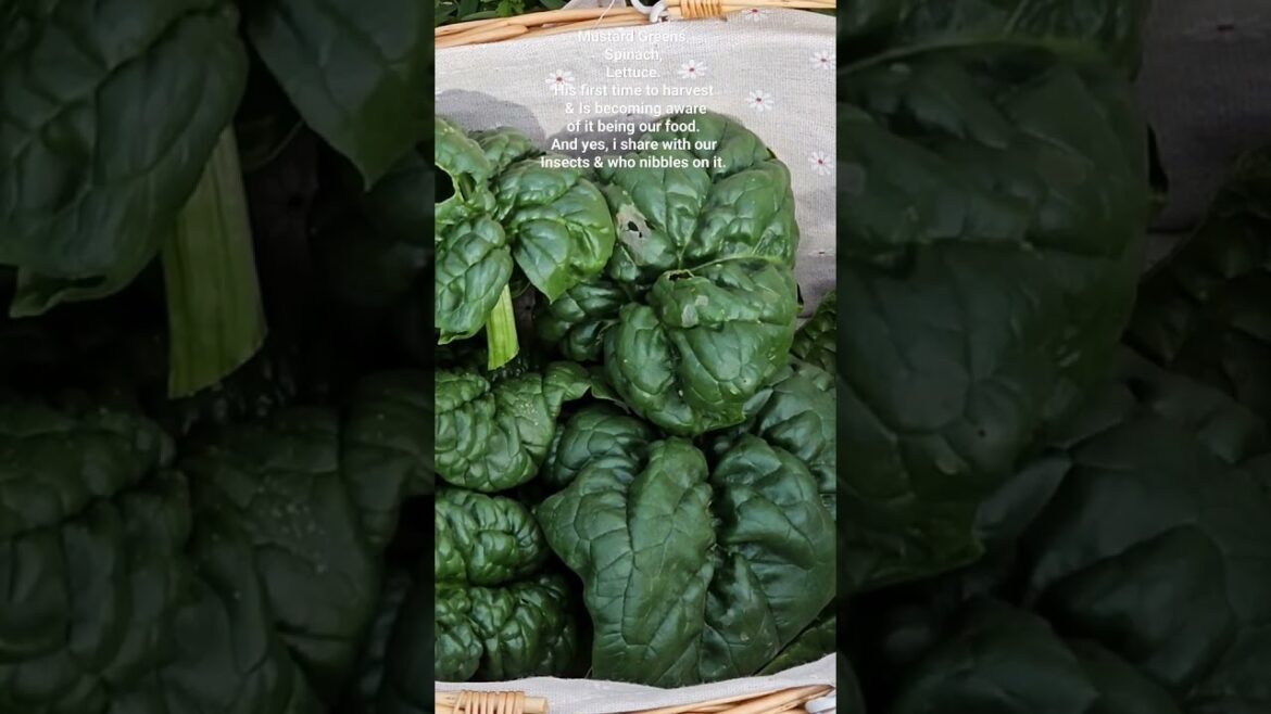 Michael is more aware of our Garden and it being edible our food #autism