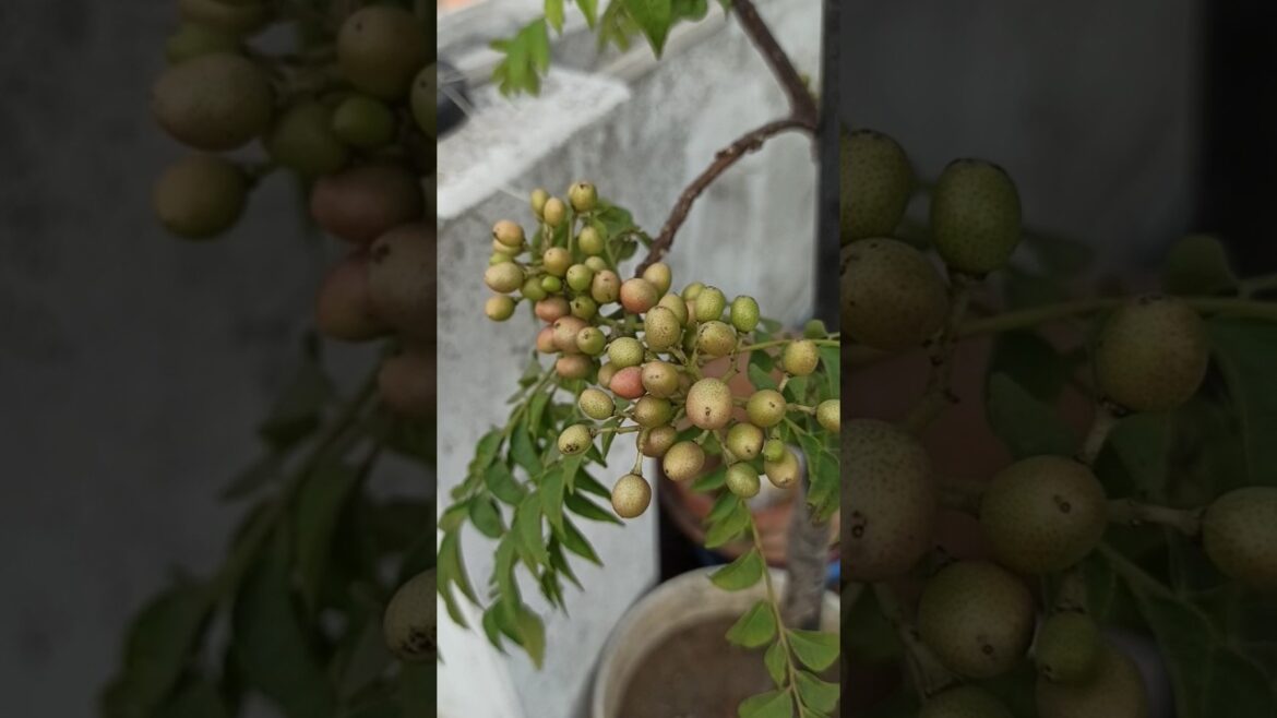 Is it edible?😳😱