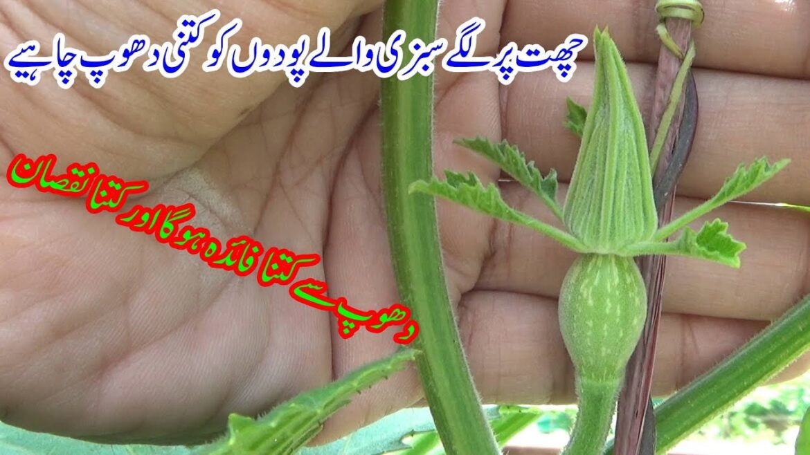 How much sunlight do rooftop vegetable plants need?