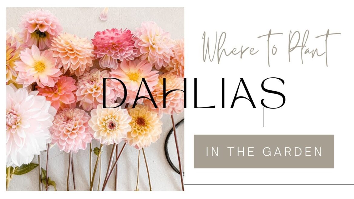 🌱🌸Ultimate Guide to Planting Out Dahlias in Your Garden: Tips and Tricks