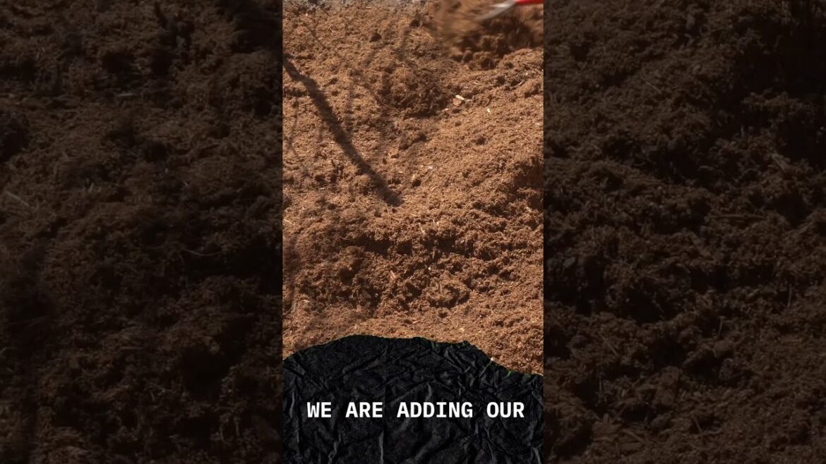 Top Garden Tasks This Month: Boost Your Garden Now! 🌱🌼 #Shorts