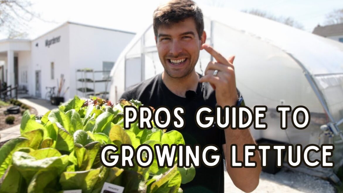 MIgardener: Do THIS To Grow TONS Of Picture Perfect Lettuce! Do THIS To Grow TONS Of Picture Perfect Lettuce!