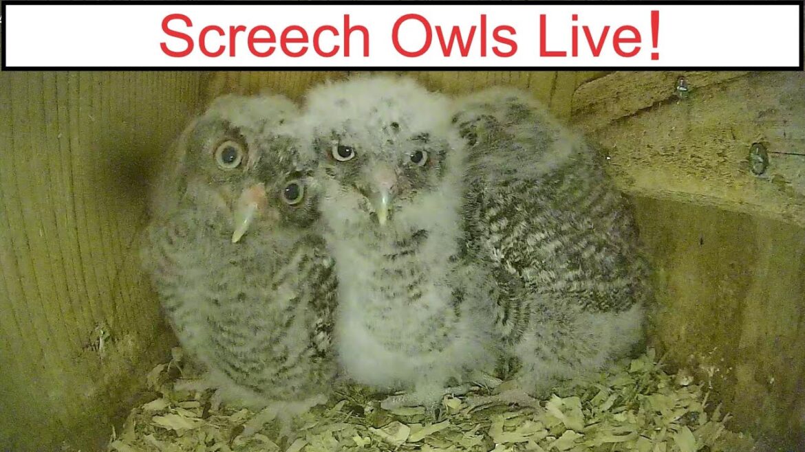 Florida Screech Owls Live Nest Cam – Owlets Leaving Soon Florida Screech Owls Live Nest Cam - Owlets Leaving Soon