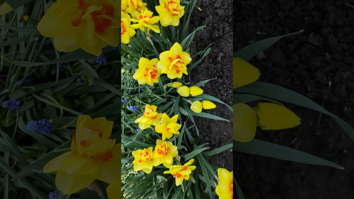 Spring, flowers, daffodils Spring, flowers, daffodils