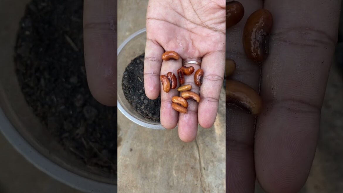 Growth garden at home/ simple tips growth vegetable #short  #garden #vegetable