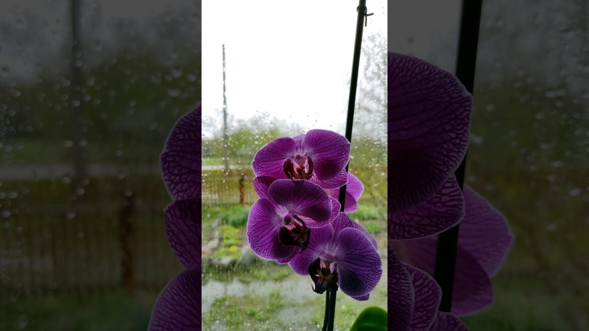 Orchid and raindrops on the glass