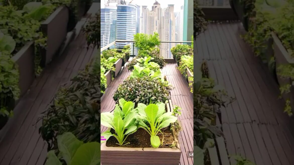 Dearm Garden 2  I Vegetable Gardening Setup I Ballcony Garden Setup I बाल्कनी गार्डेन सेटअप #ytsorts