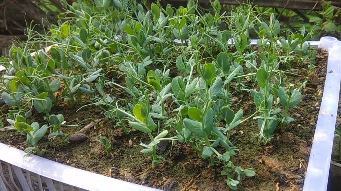 Home Vegetable Gardening Using Plastic Containers A Complete Guide