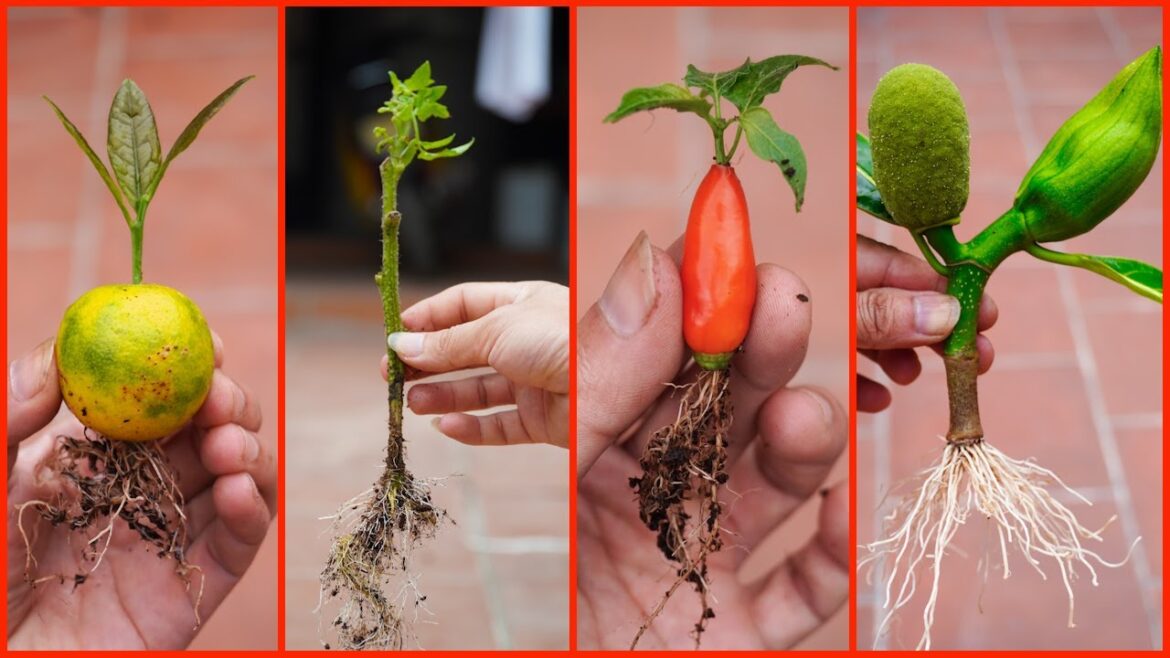 Useful Tips & Tricks Gardening Ideas for Home Vegetable for Beginners