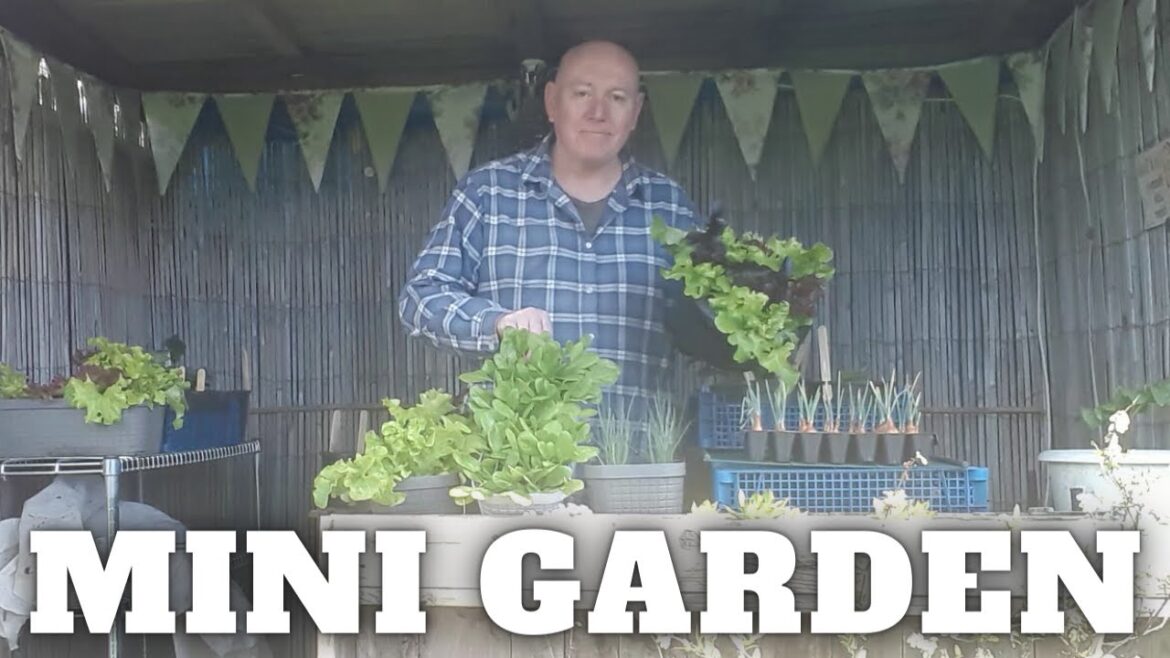 Mini Container Garden