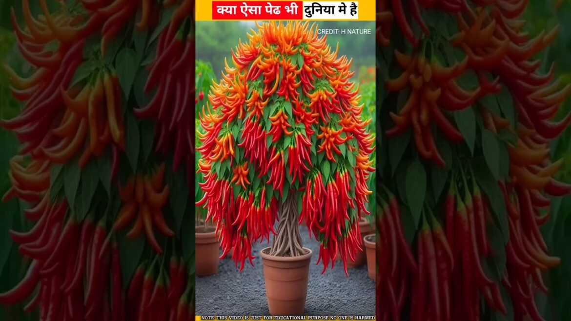 mirch ka Jaadui ped part -२ 🤯 |#shorts #viral @factyt01