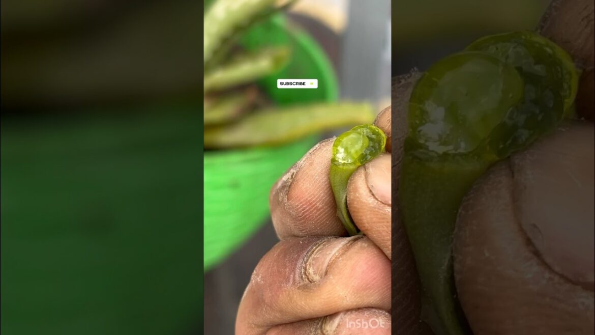🤓Aloe Vera का आज क्या होगा? देखो ना ! #shorts #gardening #gardeningtips #organic