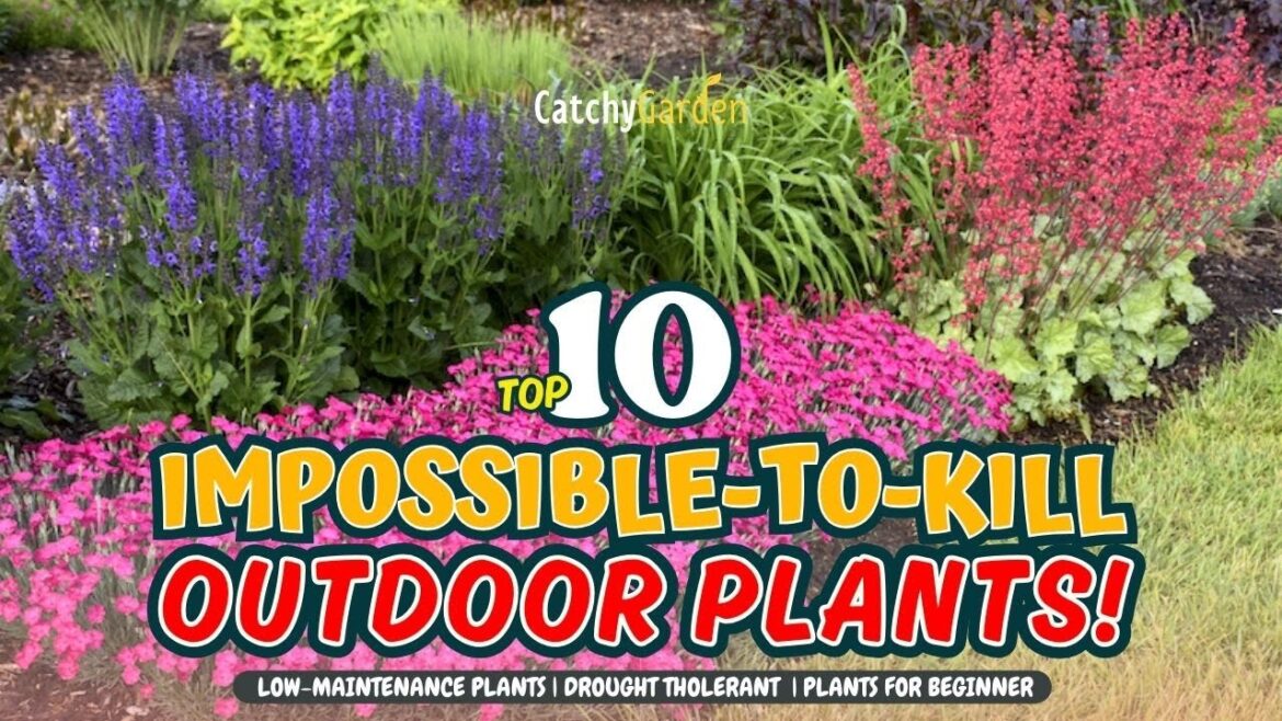 TOP 10 IMPOSSIBLE-TO-KILL OUTDOOR PLANTS! π»π₯πΏ // Gardening Ideas TOP 10 IMPOSSIBLE-TO-KILL OUTDOOR PLANTS! π»π₯πΏ // Gardening Ideas