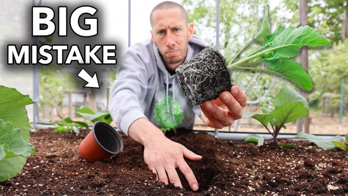 James Prigioni: 10 Foolish Mistakes You MUST Avoid When Transplanting into the Garden 10 Foolish Mistakes You MUST Avoid When Transplanting into the Garden