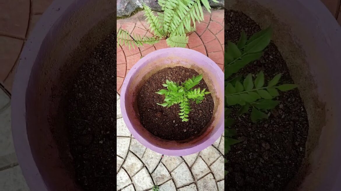 How to grow curry leaves in a pot #gardening #planting  #short