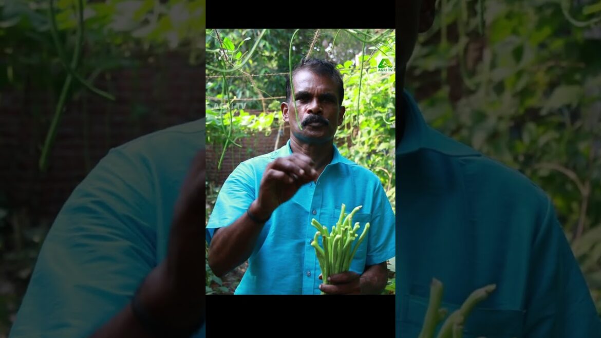 വെറും രണ്ടു തവണ സ്പ്രേ ചെയ്താൽ മതി പയറിലെ മുഞ്ഞയും ഉറുമ്പും പമ്പകടക്കും #farmingtips #agritips വെറും രണ്ടു തവണ സ്പ്രേ ചെയ്താൽ മതി പയറിലെ മുഞ്ഞയും ഉറുമ്പും പമ്പകടക്കും #farmingtips #agritips