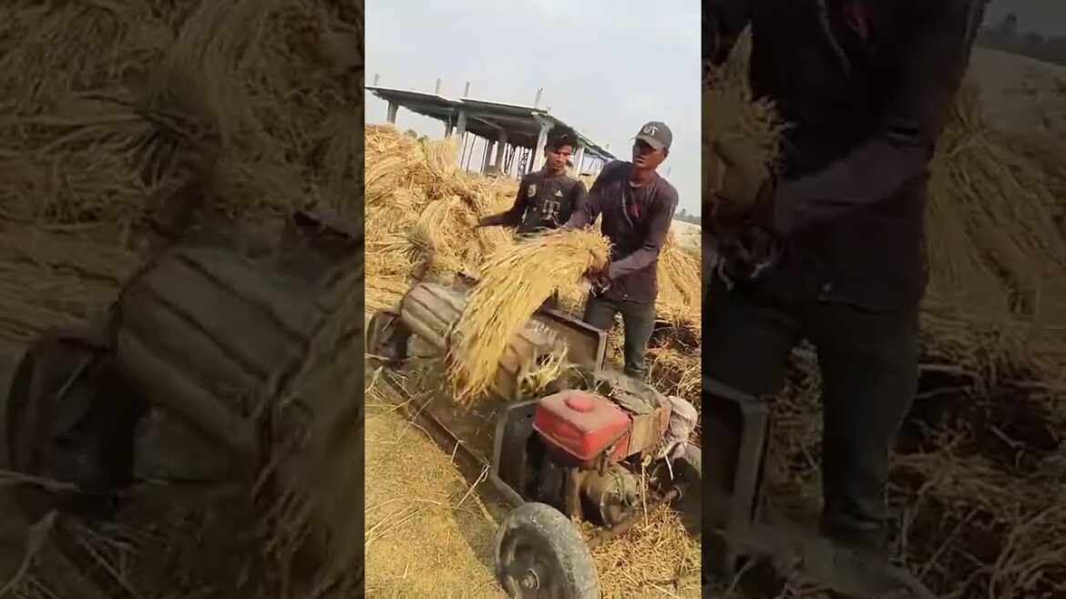 Amazing work  #agriculture #aloevera #flower  #redroses #garden #tips   #satisfying  #asrm #tricks