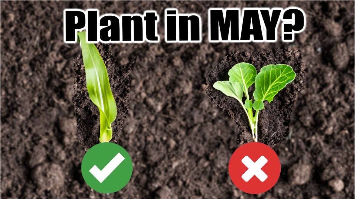 California Garden TV: 10 Crops to Direct Sow in May, Wherever You Live! 10 Crops to Direct Sow in May, Wherever You Live!