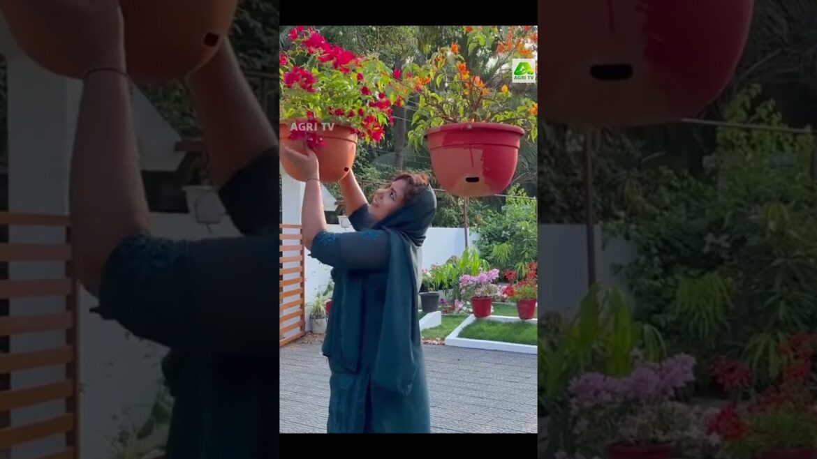 ബോഗൻ വില്ലയിൽ ഭ്രാന്ത് പിടിച്ച പോലെ പൂക്കൾ ഉണ്ടാകാൻ  വീട്ടമ്മയുടെ സൂപ്പർ വളക്കൂട്ട് #plantcare