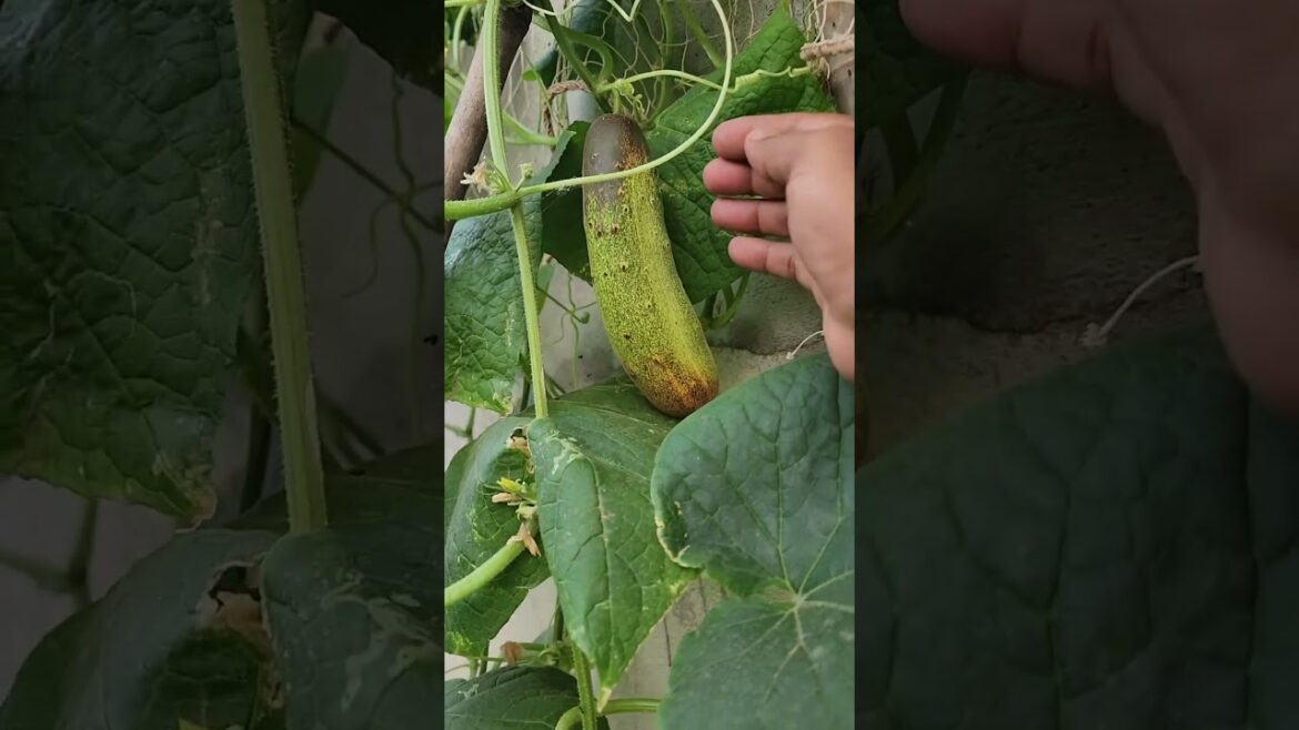 Bountiful Harvest: Cucumber Bounty 🥒 #shorts #gardening #shortsvideo #nature #garden Bountiful Harvest: Cucumber Bounty 🥒 #shorts #gardening #shortsvideo #nature #garden