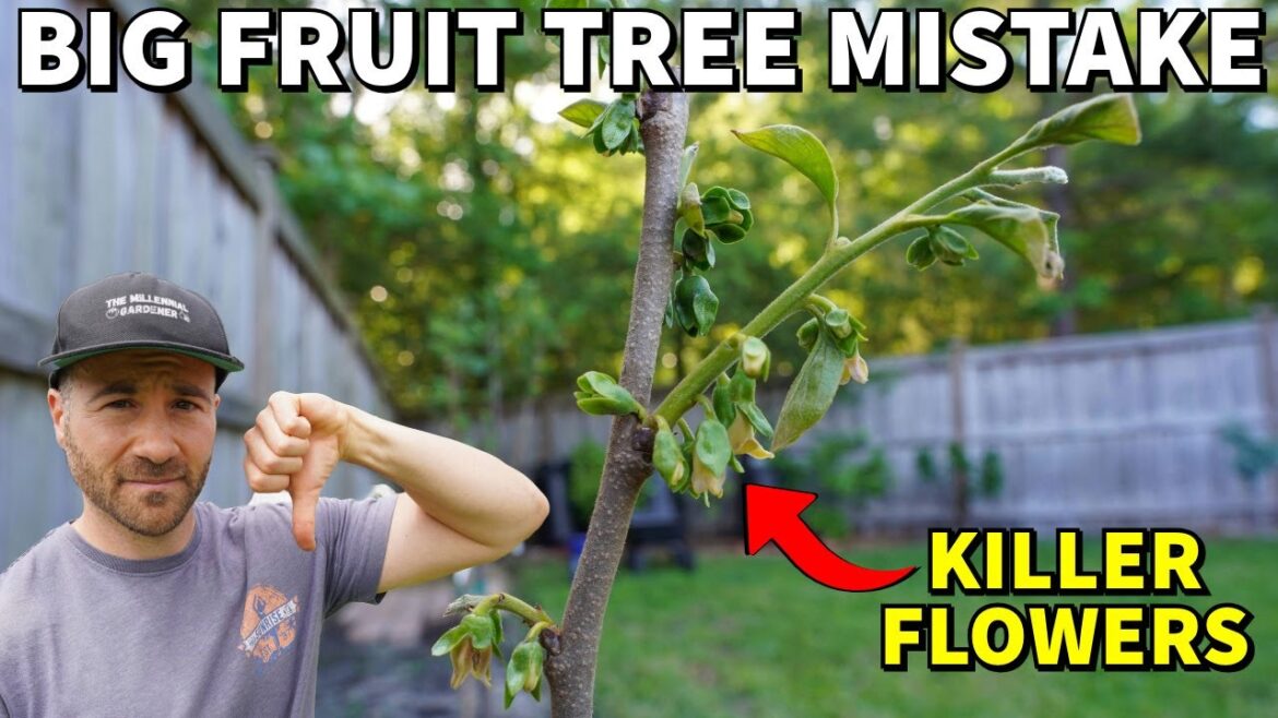 The Problem With GRAFTED FRUIT TREES: Don’t Make This BIG Mistake! The Problem With GRAFTED FRUIT TREES: Don't Make This BIG Mistake!