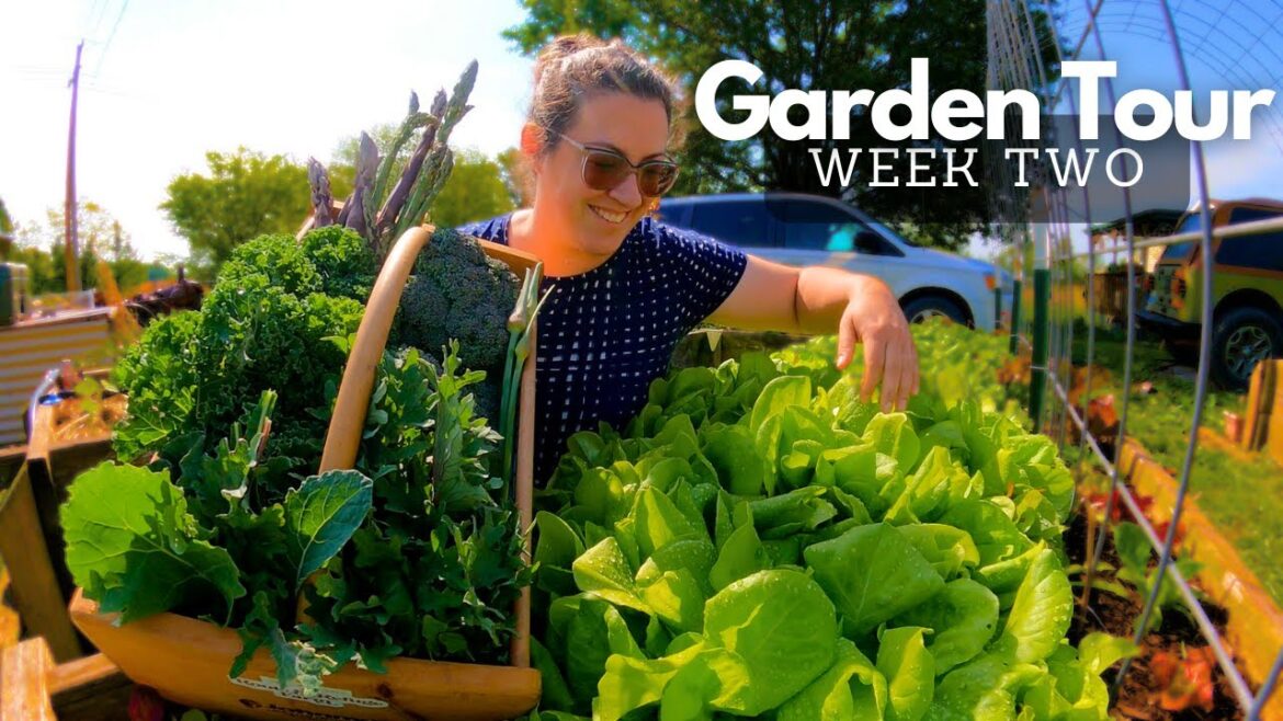 2024 Garden, Greenhouse & HARVEST Tour, Week 2 | Zone 7 Gardening 2024 Garden, Greenhouse & HARVEST Tour, Week 2 | Zone 7 Gardening