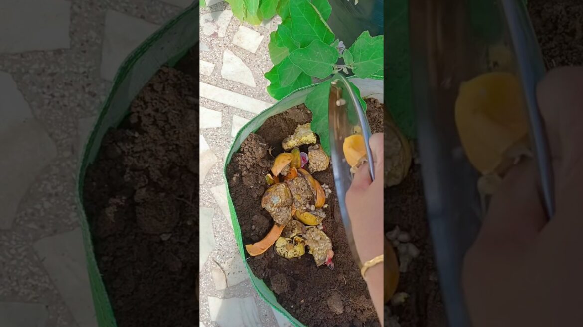 direct composting #gardening#terracegarden  #urbangardening#ytshorts #viralshort direct composting #gardening#terracegarden  #urbangardening#ytshorts #viralshort