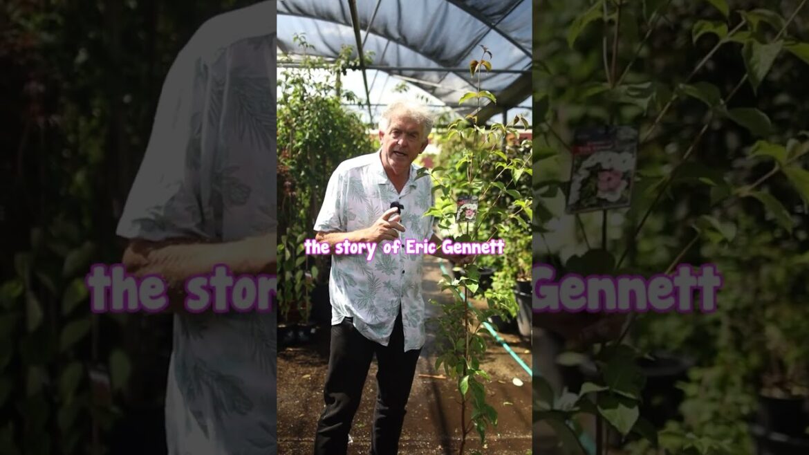 PART 1 – Chris’s story delving into the discovery of Dogwood flowers.π³πΌ PART 1 - Chris's story delving into the discovery of Dogwood flowers.π³πΌ