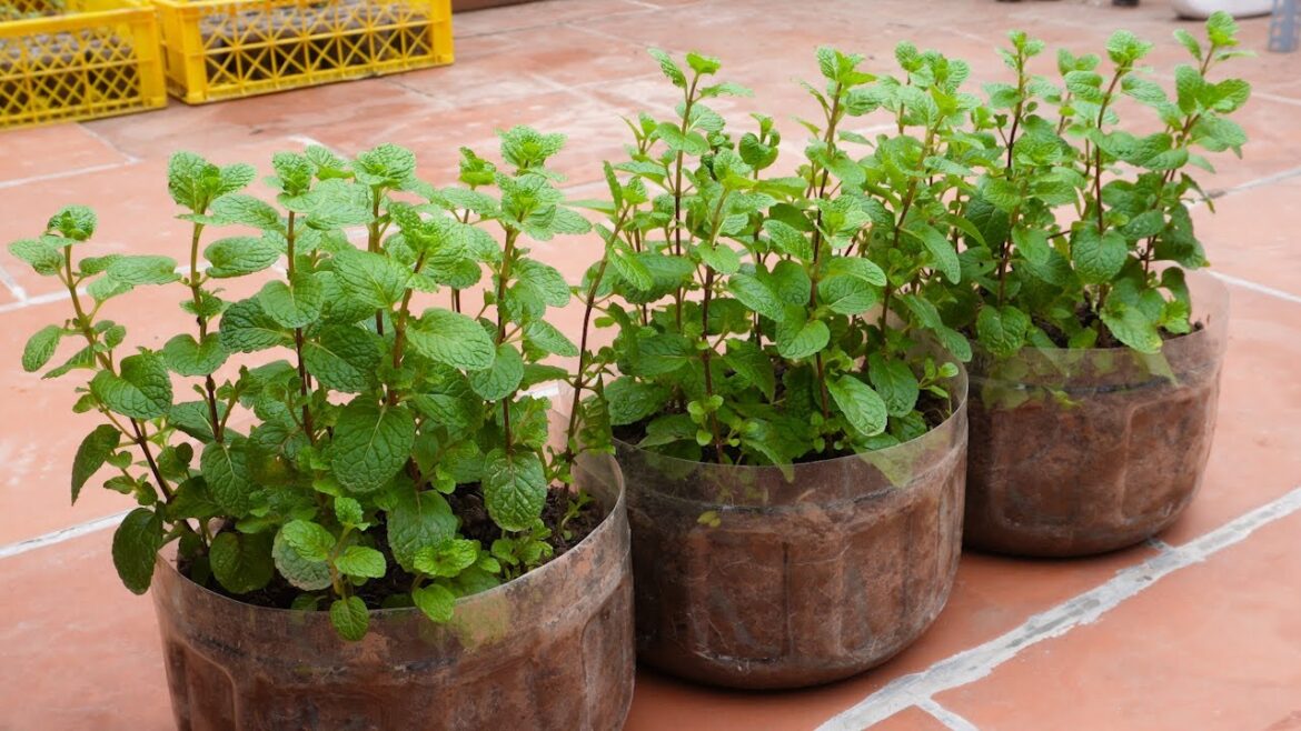 TOP 10 Useful Tips Vegetable Gardening Ideas on Balcony for Home TOP 10 Useful Tips Vegetable Gardening Ideas on Balcony for Home