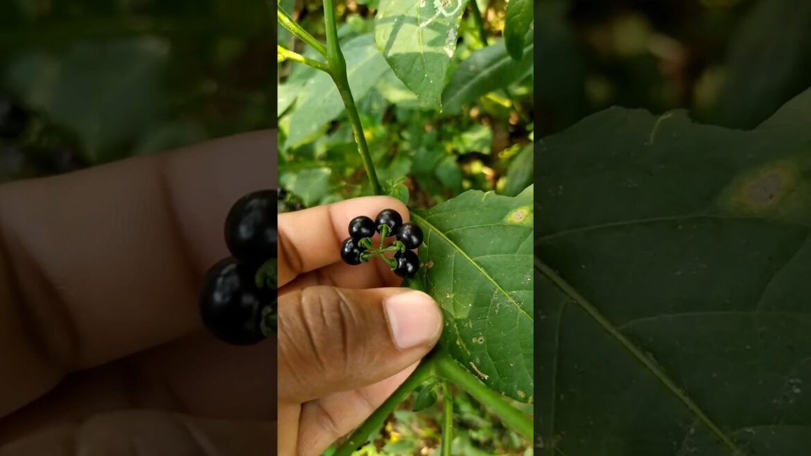Edible Plants | Black nightshade | Bonsai Trees #gardening #plants #shorts #viral Edible Plants | Black nightshade | Bonsai Trees #gardening #plants #shorts #viral
