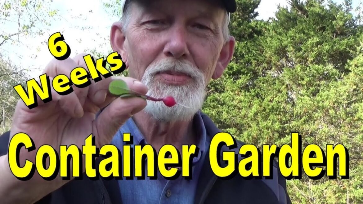 Your 1st Container Garden, 6 Weeks in 4-2-2024 Your 1st Container Garden, 6 Weeks in 4-2-2024