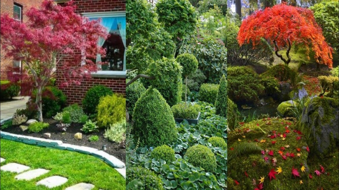 The lazy gardener:9 low maintenance plants for a gorgeous garden The lazy gardener:9 low maintenance plants for a gorgeous garden