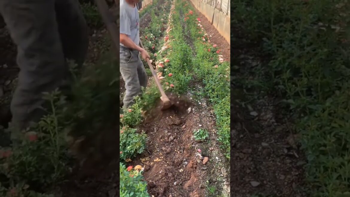 Amazing work  #agriculture #aloevera #flower  #redroses #garden #tips   #satisfying  #asrm #tricks