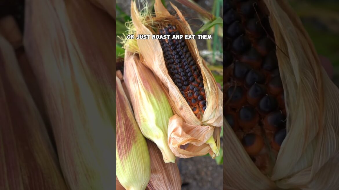 California Gardening: Colorful Harvest: From Purple Broccoli to Eggplant! ๐๐ฝ #Shorts Colorful Harvest: From Purple Broccoli to Eggplant! ๐๐ฝ #Shorts