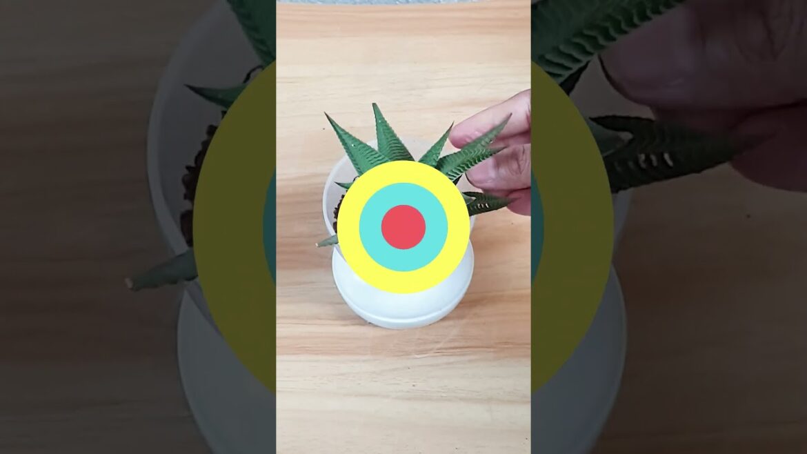 Succulent Decor - Dollar Tree - Plastic Bottle Recycle Ideas #garden #shorts #gardening