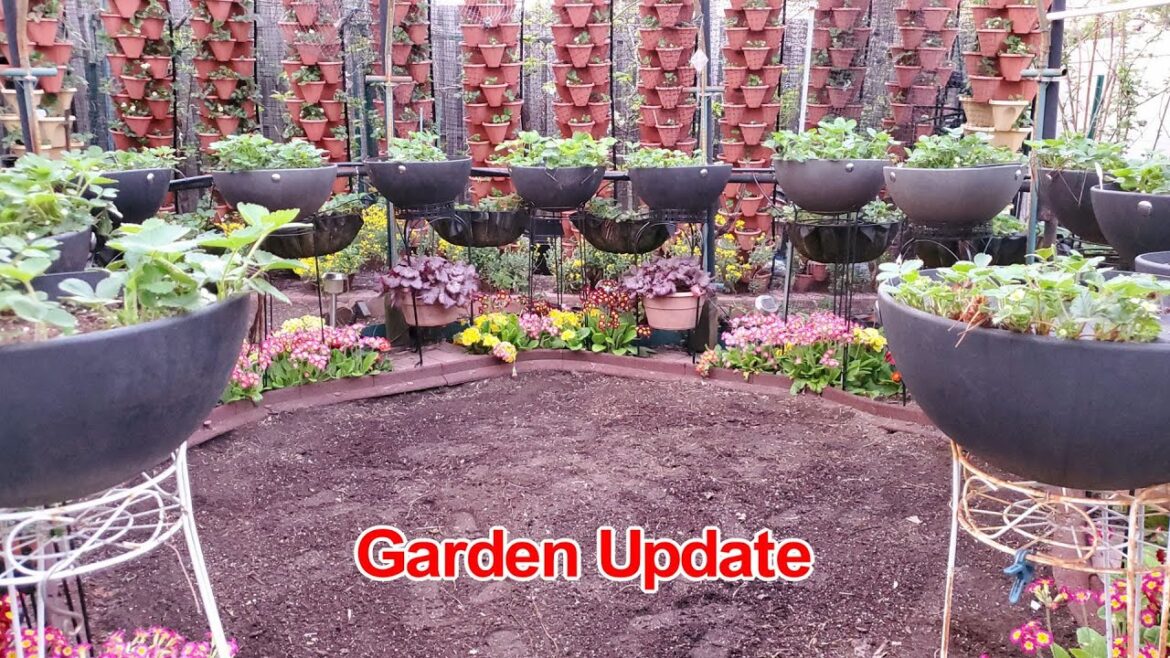 Fruits and Flowers Blooming in my Garden | Front Yard Garden | Backyard Garden | NJ and TX Garden