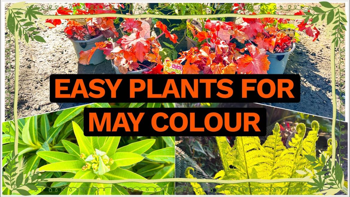 3 Easy Plants for a Majestic May Garden 3 Easy Plants for a Majestic May Garden