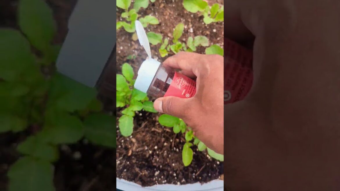 Keep Bugs and Animals out of your Garden  🐛🦗🐜🐇🐁🐦 #natural #gardening #greentgarden