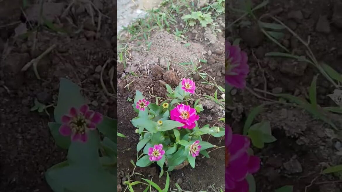 #gardening vibes#flowers #viral shorts#ytshorts